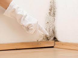 Why You Should Choose Our Mold Remediation Services in Silver Spring, MD